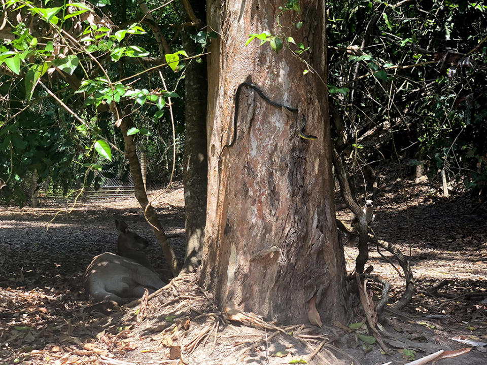 Three iconic Australian animals are pictured in one photograph.