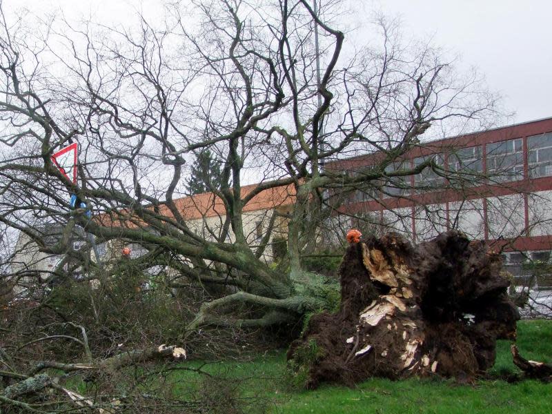 Eine nach starken Windböen umgestürzte Kaiserlinde in Elversberg. Foto: Feuerwehr Neunkirchen