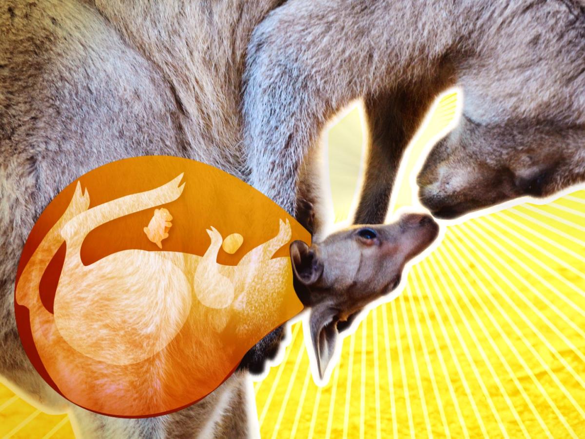Kangaroos have belly pouches to - 3D Lifestyle Pakistan