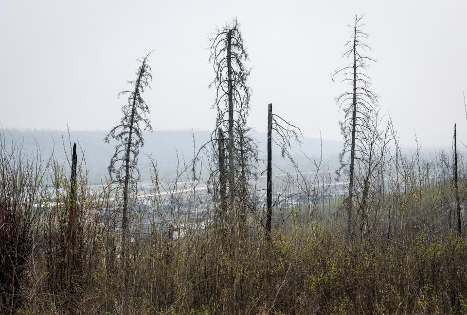 Burned trees from the 2016 wildfire stand sentinel over a neighbourhood in Fort McMurray, Alberta, on Wednesday, May 15, 2024. (Jeff McIntosh /The Canadian Press via AP)