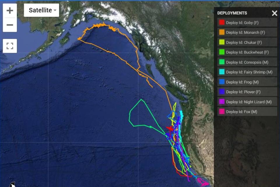 The satellite tracking record shows how much farther Monarch, shown here in orange, traveled than the other tagged elephant seals. The point where her path ends is when the batteries on her satellite tag died. 