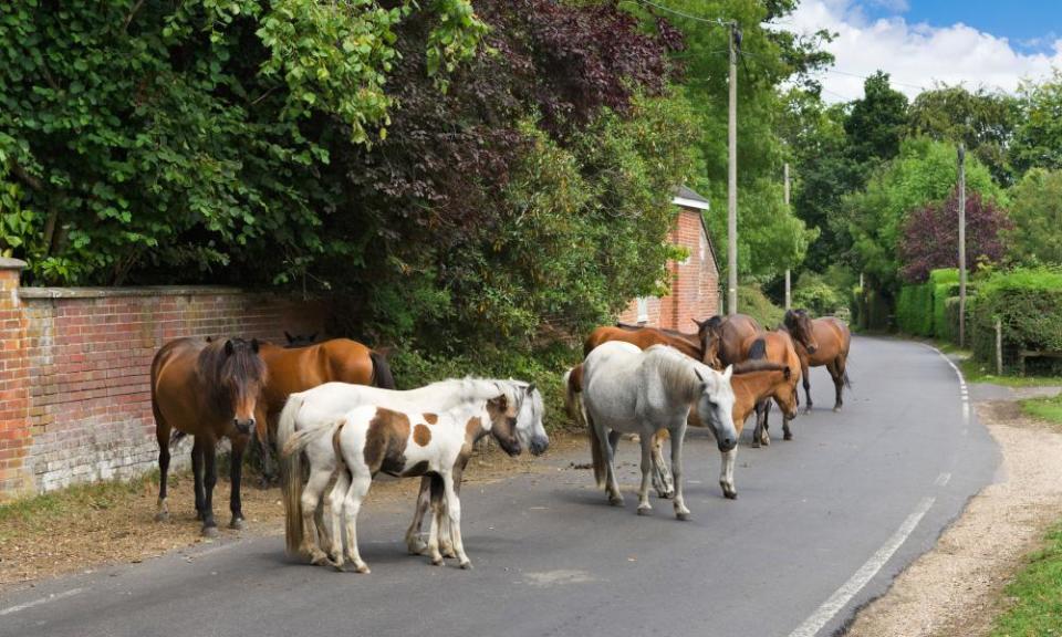 <span>Photograph: Alamy</span>