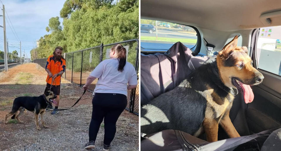 Left, two people can be seen holding leashes attached to the dog and right, the dog safely in the car. 