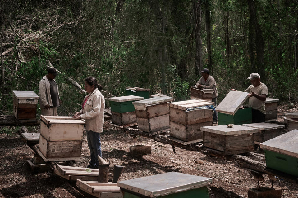 Beekeepers in Hopelchén, Campeche in southeast Mexico