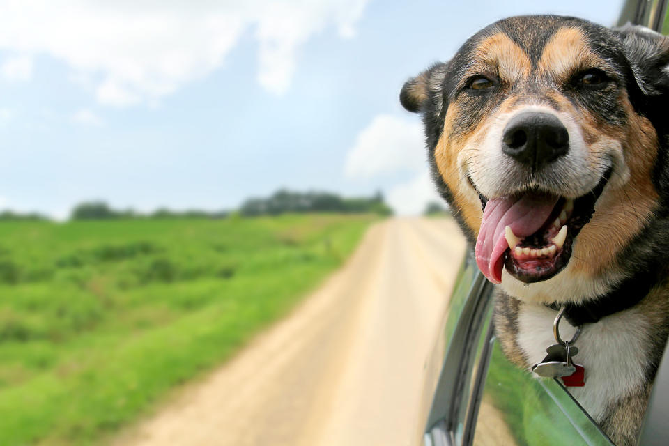 A happy German Shepherd Mix breed dog is hanging is tongue out of his mouth with his ears blowing in the wind as he sticks his head out a moving and driving car window