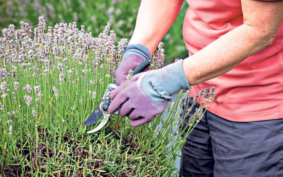 If your lavender is getting a little woody and unsightly then think about a replacement next spring - GAP Photos / Jonathan Buckley