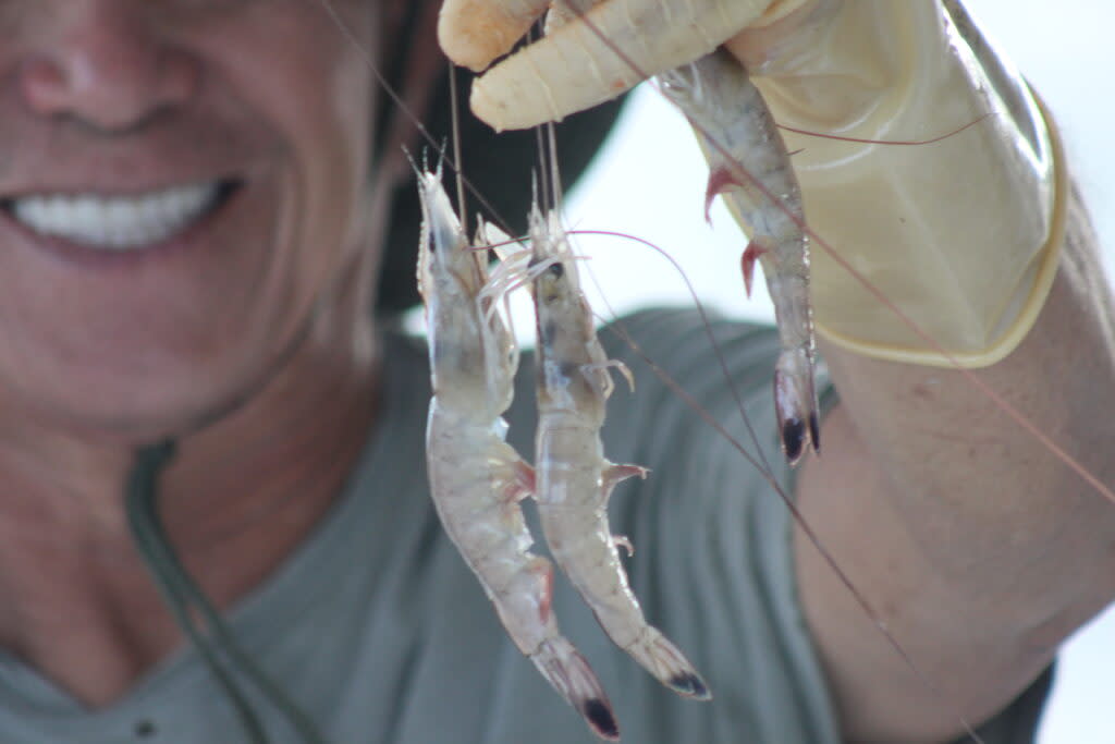 Shrimper holding up shrimp on boat