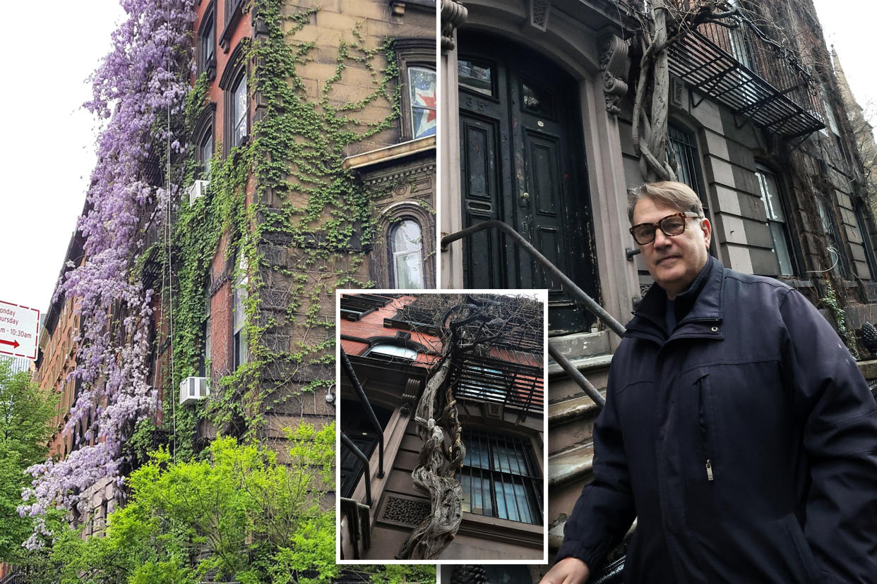 The iconic wisteria on Stuyvesant Street is blooming again.