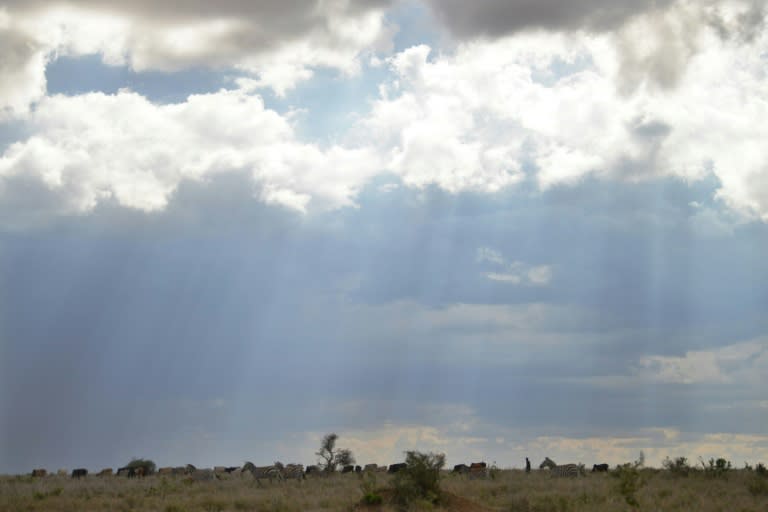 Cattle herders in Kenya's central Laikipia highlands say they invade private land simply out of the need to graze their cattle