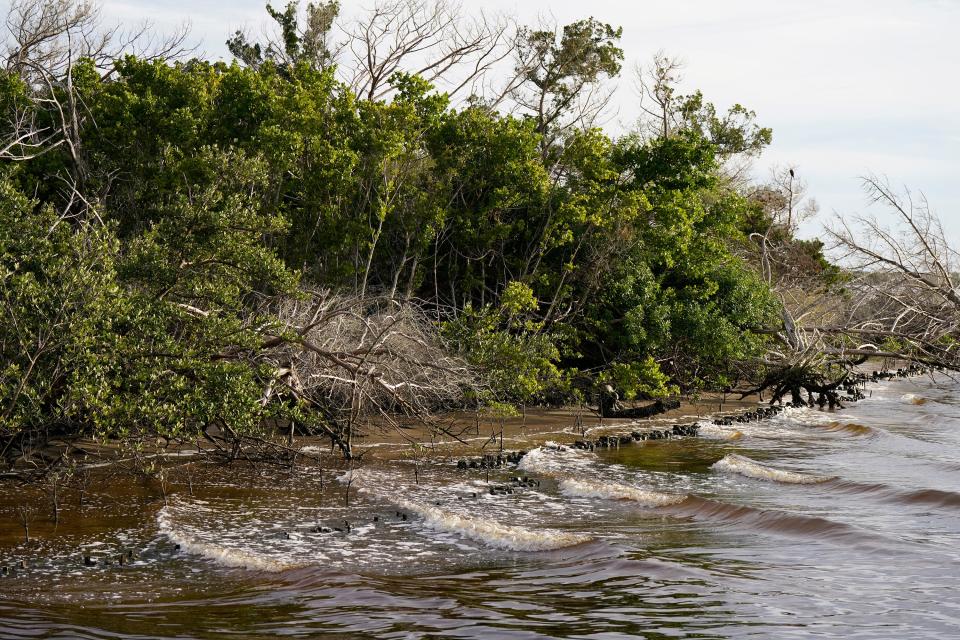 The Riverside Conservancy project helped Paul and Diane Caron restore the mangrove and oyster reef along their Ponce Inlet property.
