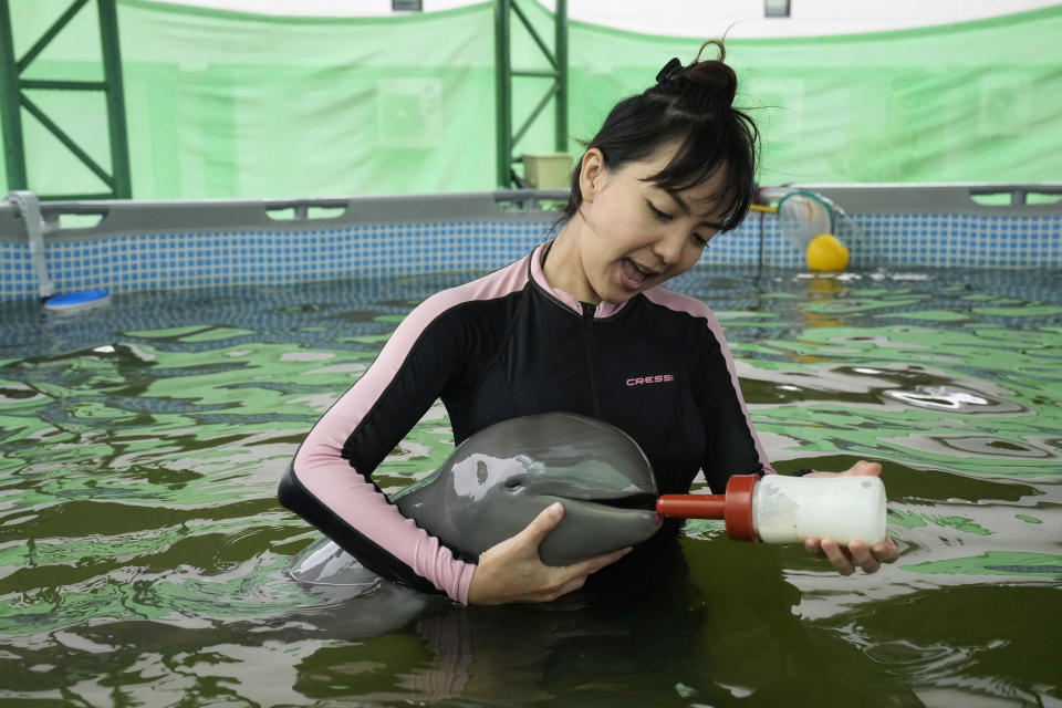 Volunteer Thippunyar Thipjuntar feeds a baby dolphin named Paradon with milk at the Marine and Coastal Resources Research and Development Center in Rayong province in eastern Thailand, Friday, Aug. 26, 2022. The Irrawaddy dolphin calf was drowning in a tidal pool on Thailand’s shore when fishermen found him last month. The calf was nicknamed Paradon, roughly translated as “brotherly burden,” because those involved knew from day one that saving his life would be no easy task. But the baby seems to be on the road to recovery. (AP Photo/Sakchai Lalit)