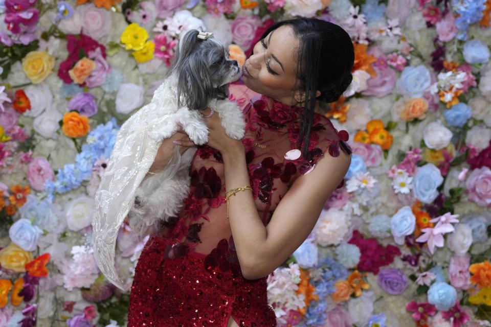 A dog and model attend the Pet Gala fashion show at AKC Museum of The Dog, Monday, May 20, 2024, in New York. (Photo by Charles Sykes/Invision/AP)