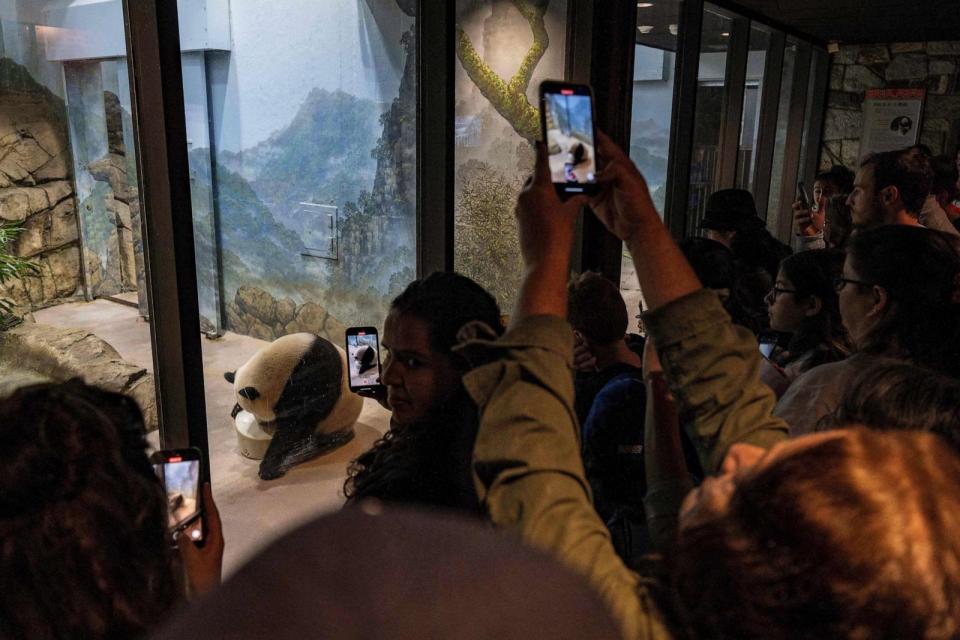 PHOTO: Visitors take a photo of Giant Panda Xiao Qi Ji as it rests in its enclosure at the Smithsonian's National Zoo in Washington, D.C., Nov. 7, 2023, on the zoo's three pandas final day of viewing before returning to China. (Jim Watson/AFP via Getty Images)