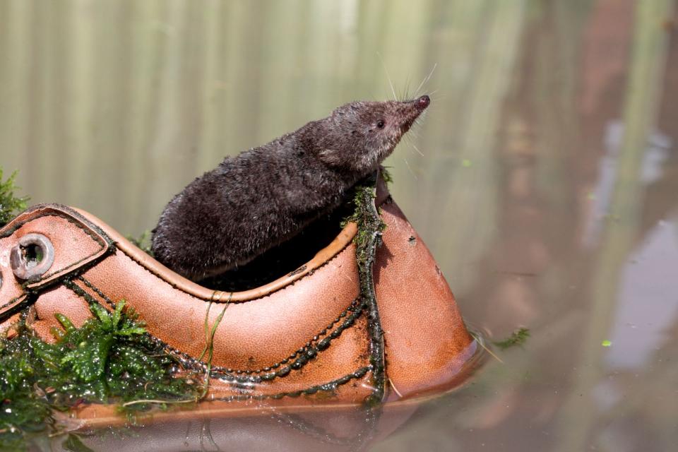 Aber wieso ist die Spitzmaus giftig? Der Grund liegt in einem Sekret, welches der Insektenfresser unter der Zunge produziert und das für Tiere bis Mausgröße mitunter tödlich ist. Heißt: Für Menschen ist das Gift harmlos, allerdings können die entstehenden Schmerzen über den Biss hinaus anhalten. (Bild: IStock / MikeLane45)