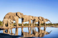 <p>A line of elephants stand at the edge of a pool of water. (Bobby-Jo Clow/Caters News Agency) </p>