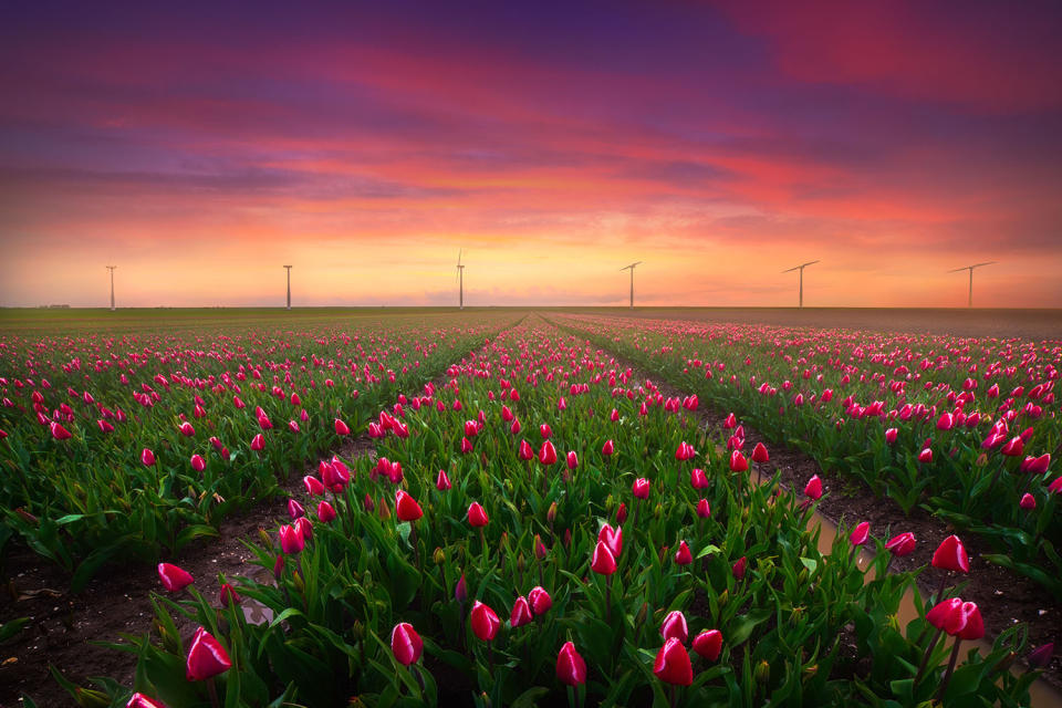 <p>“I love lining up wind turbines with tulip fields.” (Photo: Albert Dros/Caters News) </p>