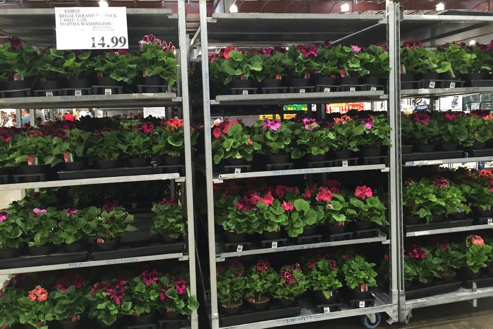 plant section at Costco