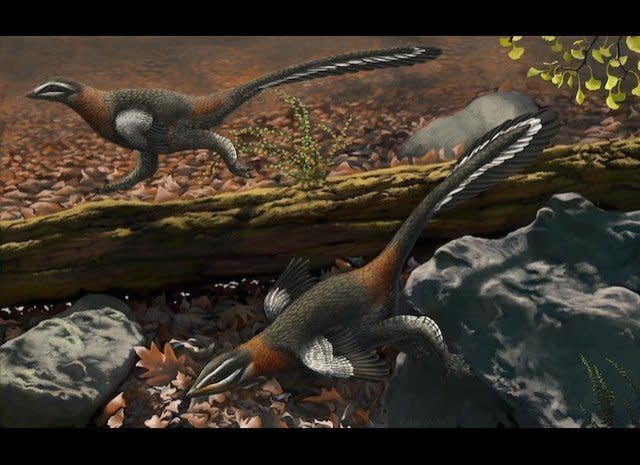 Even though this troodontid's name "Mei long" means "sleeping dragon," the duck-sized dino is thought to have sometimes dashed through the forest.