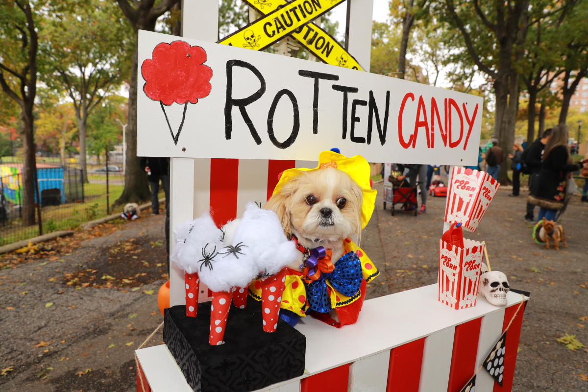 Photos Halloween Dog Parade