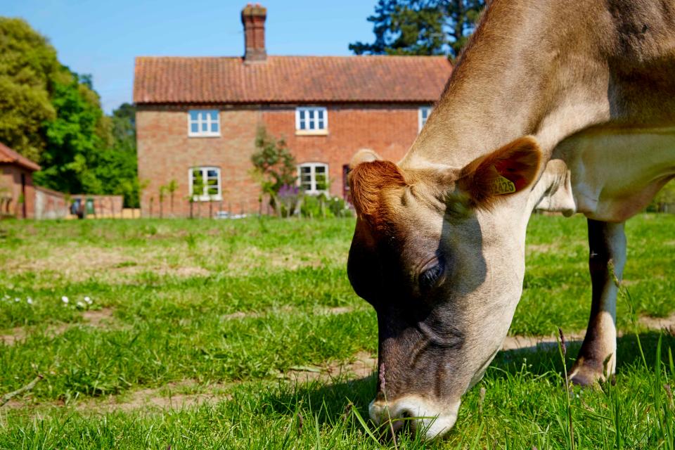 a cow at Fritton Lake