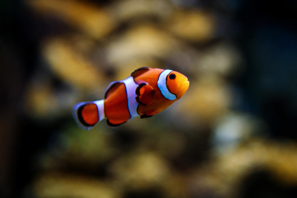 A clownfish