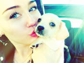 Celebrity Twitpics: Dog lover Miley Cyrus has a new pooch to add to her brood – and she naturally introduced him to Twitter. Copyright [Miley Cyrus]