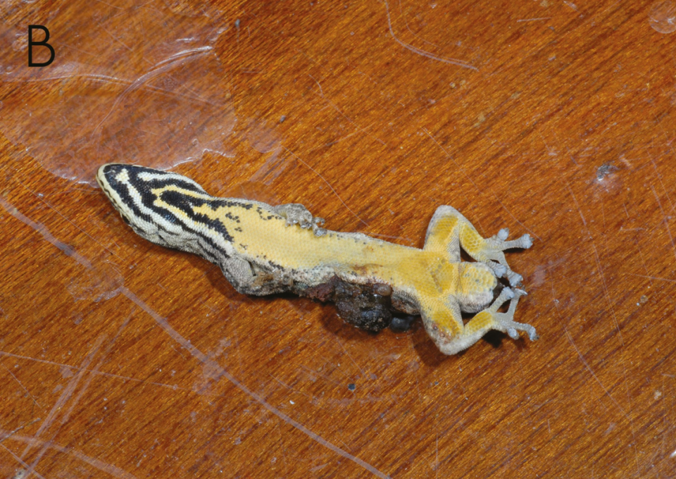 El vientre de la lygodactylus kibera, o lagartija enana del bosque, hallada en un hotel de Burundi.