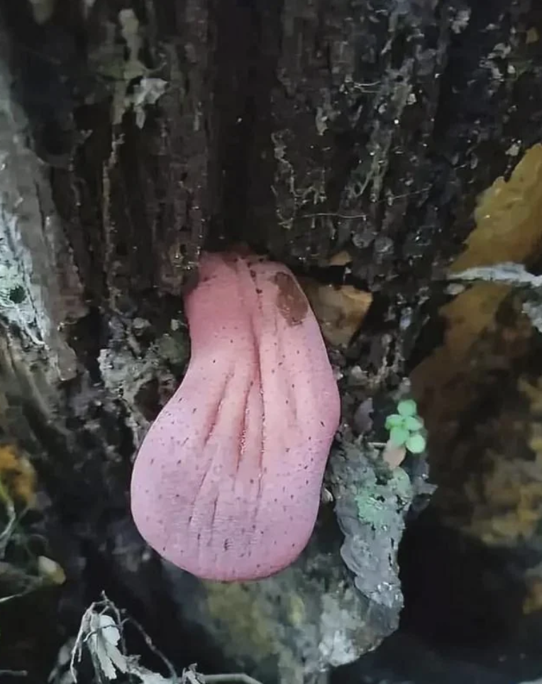A pink, tongue-shaped mushroom growing on a dark tree trunk, resembling a cartoonish, outstretched tongue