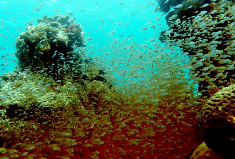 More than 200 million people around the world depend on coral reefs to protect coastal homes and beaches from the ravaging impact of high seas