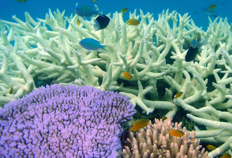 <span class="caption">Colourful bleaching versus white bleaching on the Great Barrier Reef in 2010.</span> <span class="attribution"><span class="source">Darren Coker / JCU Townsville</span>, <span class="license">Author provided</span></span>