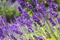 <p>Lavender likes full sun in well-drained soil, but make sure you choose a variety that will thrive in your USDA Hardiness zone (find yours <a href="https://planthardiness.ars.usda.gov/" rel="nofollow noopener" target="_blank" data-ylk="slk:here;elm:context_link;itc:0;sec:content-canvas" class="link ">here</a>). </p><p><strong>How to use:</strong> Harvest the leaves and flowers just as the flower spikes begin to open, chop them up and put them in a small sachet to tuck a few under your pillow to reduce anxiety and help you sleep better. It's also delicious in baked goods such as scones!</p><p><a class="link " href="https://www.amazon.com/Lavender-Phenomenal-20065-Lavandula-Gallon/dp/B07JMBK2JZ/ref=sr_1_6?tag=syn-yahoo-20&ascsubtag=%5Bartid%7C10050.g.29804807%5Bsrc%7Cyahoo-us" rel="nofollow noopener" target="_blank" data-ylk="slk:SHOP LAVENDER;elm:context_link;itc:0;sec:content-canvas">SHOP LAVENDER</a></p>