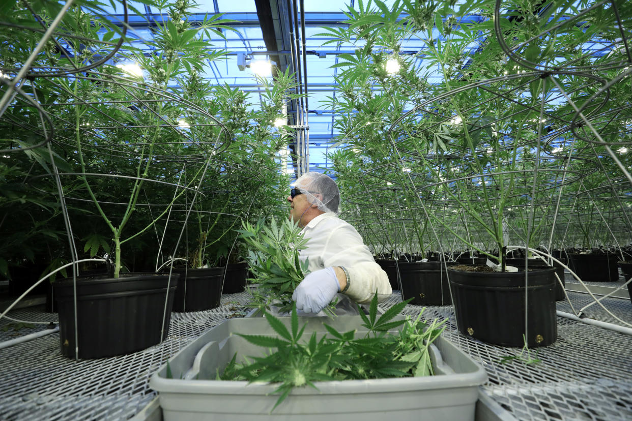 An employee collects cuttings from cannabis plants at Hexo Corp's facilities in Gatineau, Quebec, Canada, September 26, 2018. REUTERS/Chris Wattie