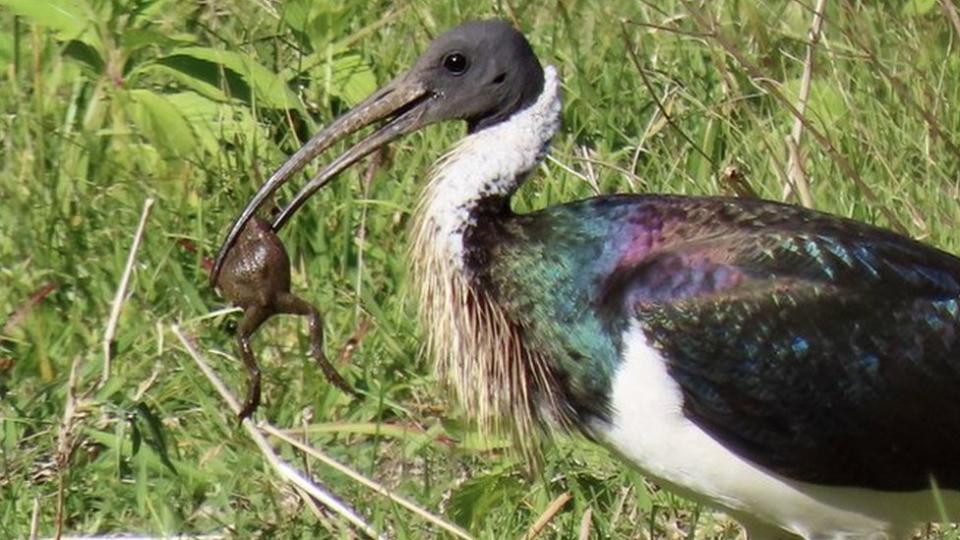 Un ibis con un sapo en el pico