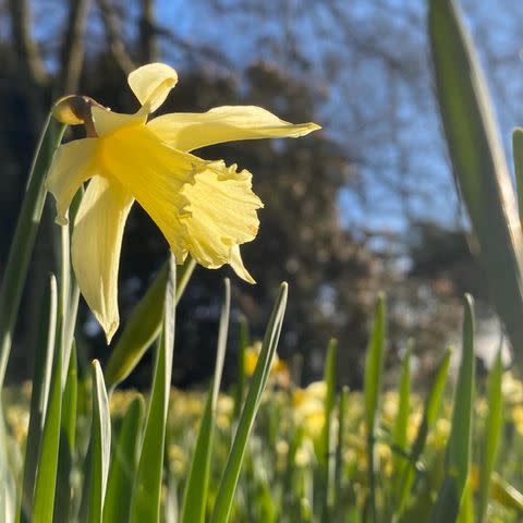 <p>Head to Brodie Castle in Scotland and you'll discover over 400 varieties of daffodil. A slice of Scottish history, it's the perfect picnic spot this summer. Make sure you book your ticket...</p><p><a class="link " href="https://go.redirectingat.com?id=127X1599956&url=https%3A%2F%2Fwww.nts.org.uk%2Fvisit%2Fplaces%2Fbrodie-castle&sref=https%3A%2F%2Fwww.countryliving.com%2Fuk%2Fwildlife%2Fcountryside%2Fg36350167%2Fflower-field%2F" rel="nofollow noopener" target="_blank" data-ylk="slk:MORE INFO;elm:context_link;itc:0;sec:content-canvas">MORE INFO</a> </p><p><a href="https://www.instagram.com/p/B91oTbsHvwK/" rel="nofollow noopener" target="_blank" data-ylk="slk:See the original post on Instagram;elm:context_link;itc:0;sec:content-canvas" class="link ">See the original post on Instagram</a></p>