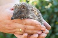 <p>In der Regel sollten die Finderinnen und Finder auch diejenigen sein, die den Igel bei sich aufnehmen. Vorausgesetzt, sie verfügen über ausreichend Platz (am besten einen eigenen, ungestörten Raum, wohltemperiert um die 20 Grad Celsius) und sind bereit, die Kosten und Mühen einer artgerechten Igelpflege auf sich zu nehmen. Denn die ist nicht ohne ... (Bild: iStock/Olha)</p> 