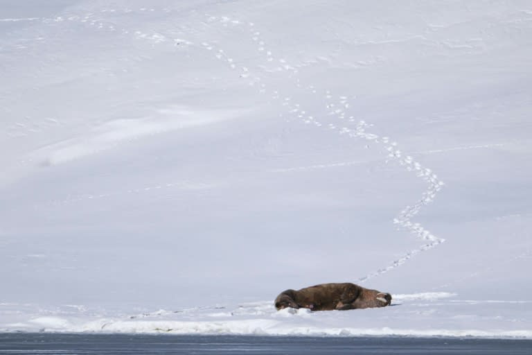 Norway's northern Svalbard Archipelago is home to many walruses (Jonathan NACKSTRAND)