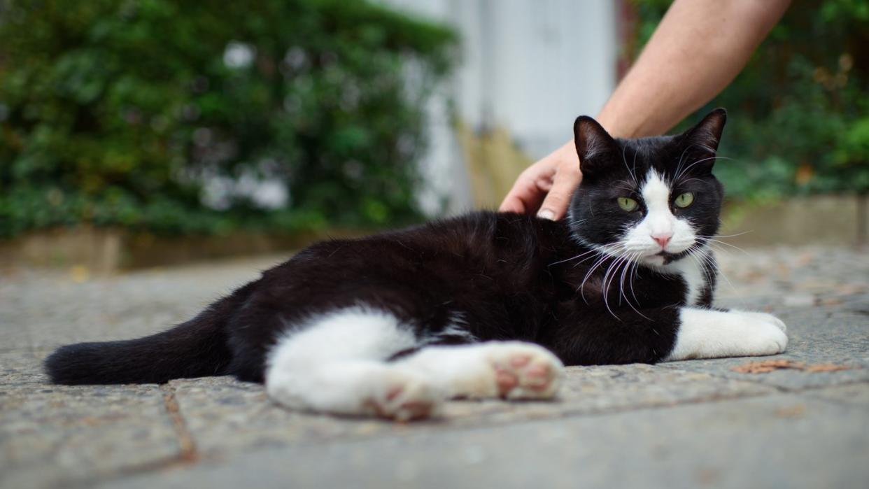 Hauskatzen können ihren Namen grundsätzlich aus anderen Wörtern heraushören - das ist jetzt erstmals in einem Experiment nachgewiesen worden. Foto: Gregor Fischer