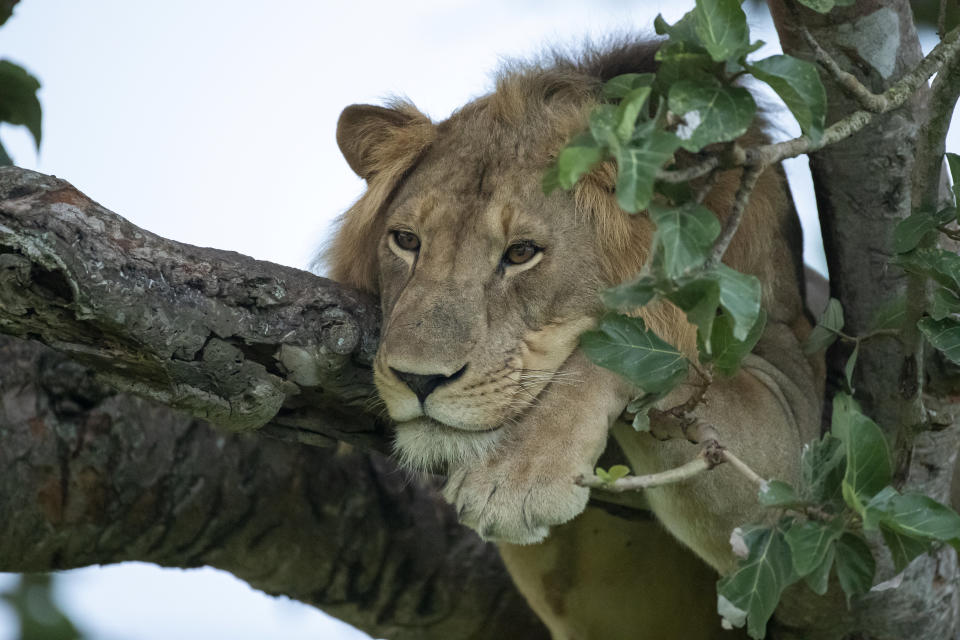 Normally if a cat got stuck up a tree you'd call the fire brigade but you might think twice with these lions, perched precariously on the branches whilst they have an afternoon nap. See National News story NNlions. One male is even draped across two branches, with his legs and tail dangling down, whilst in another the two females wedge themselves almost upright before dozing. The pics were taken by wildlife snapper Vince Burton in the Queen Elizabeth National Park in Uganda. Vince Burton, 46 from North Tuddenham in Norfolk, said: "Lions are not known for their tree climbing abilities, unlike other big cats such as leopards. 