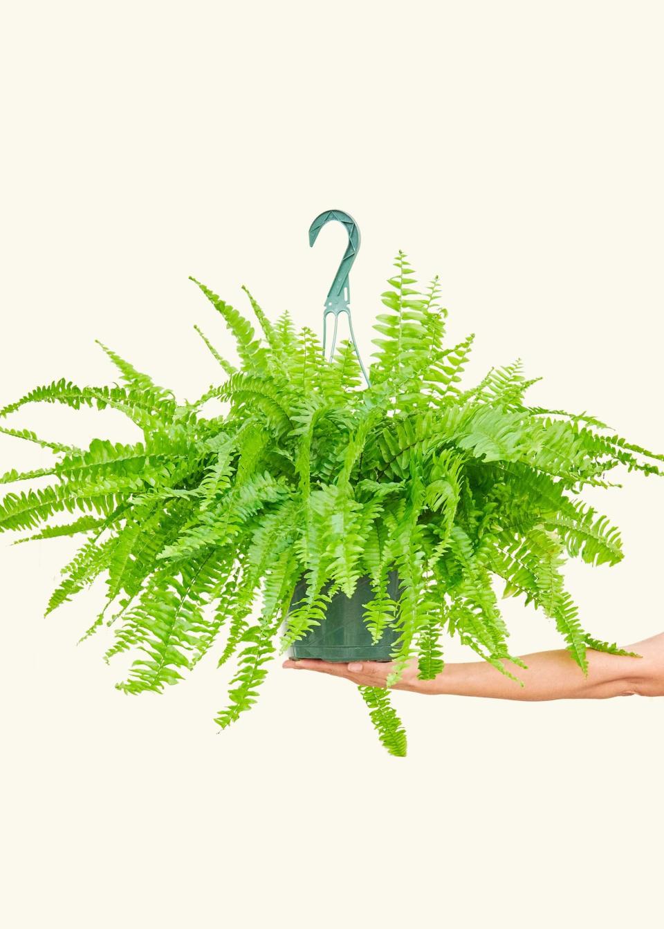 <p><a href="https://heyrooted.com/products/boston-fern-nephrolepis-exaltata-bostoniensis-compacta-large" rel="nofollow noopener" target="_blank" data-ylk="slk:Shop Now;elm:context_link;itc:0;sec:content-canvas" class="link ">Shop Now</a></p><p>Boston Fern</p><p>heyrooted.com</p><p>$42.00</p><span class="copyright">Rooted</span>