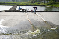 Workers drain a pond before harvesting catfish in Belitang, South Sumatra, Indonesia, Sunday, July 23, 2023. (AP Photo/Dita Alangkara)