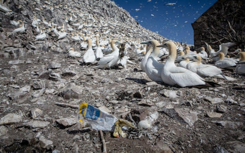 Plastic found on Bass Rock by Greenpeace - Credit: Greenpeace 