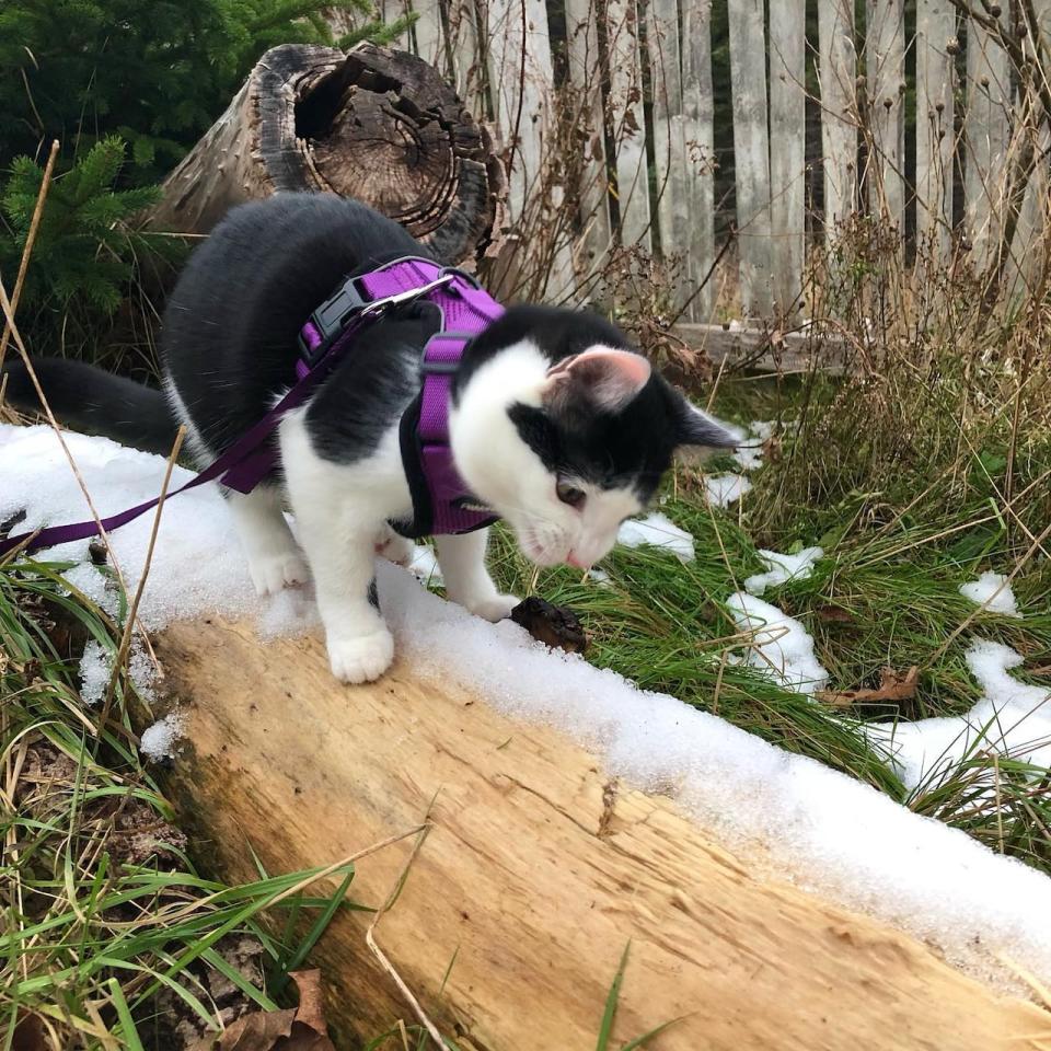 Lisa Roy often takes her cat Nelly outside to explore and records it for her followers.