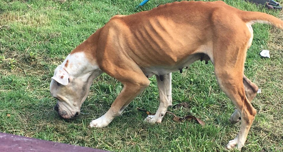 The two-year-old American bulldog named Bella with bones protruding 