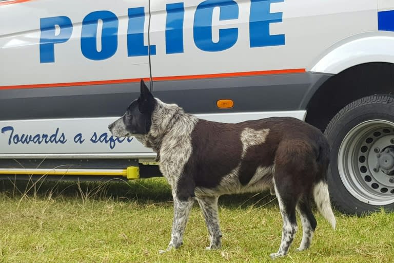 Max, a 17-year-old blue heeler, kept three-year-old Aurora safe overnight after she wandered more than a mile from their home