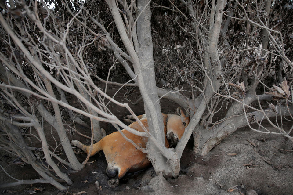 <p>A dead cow is seen in an area affected by the eruption of the Fuego volcano at San Miguel Los Lotes in Escuintla, Guatemala, June 6, 2018. (Photo: Carlos Jasso/Reuters) </p>