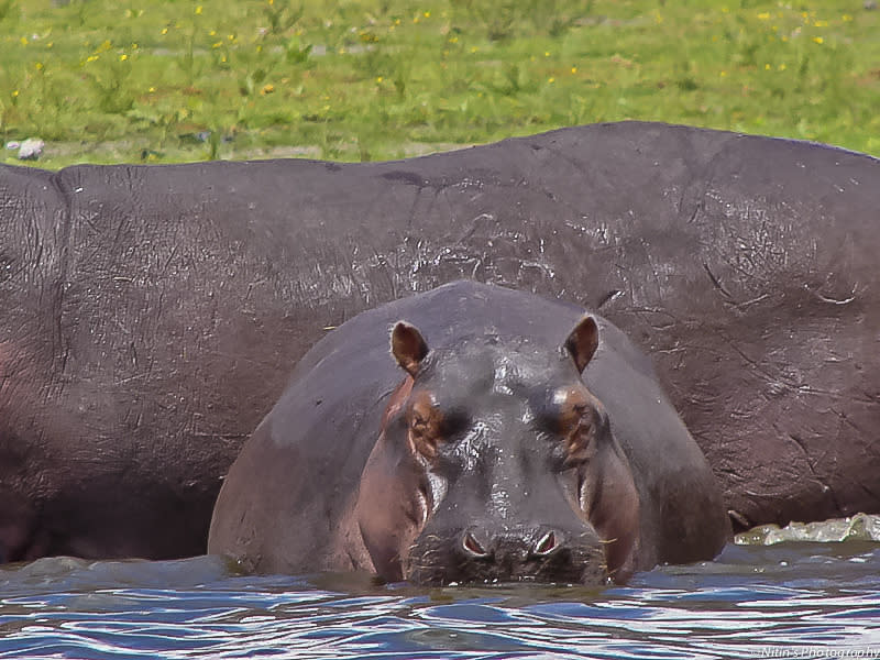 A hippo calf at Lake Naivasha in Kenya's Rift valley. Hippos like to lie close to each other and the social bonding between mother and daughter is very strong. They spend most of the day wallowing in the water or mud.