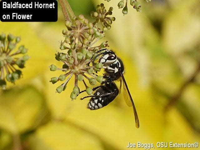 The baldfaced hornet is a type of wasp that's common in Ohio, according to Ohio State University Extension Services entomologist Joe Boggs, an educator in Hamilton County.