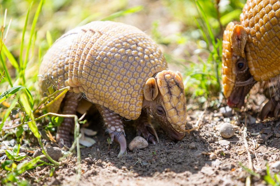 A baby armadillo is shown Tuesday, May 17, 2022, at Potawatomi Zoo in South Bend.