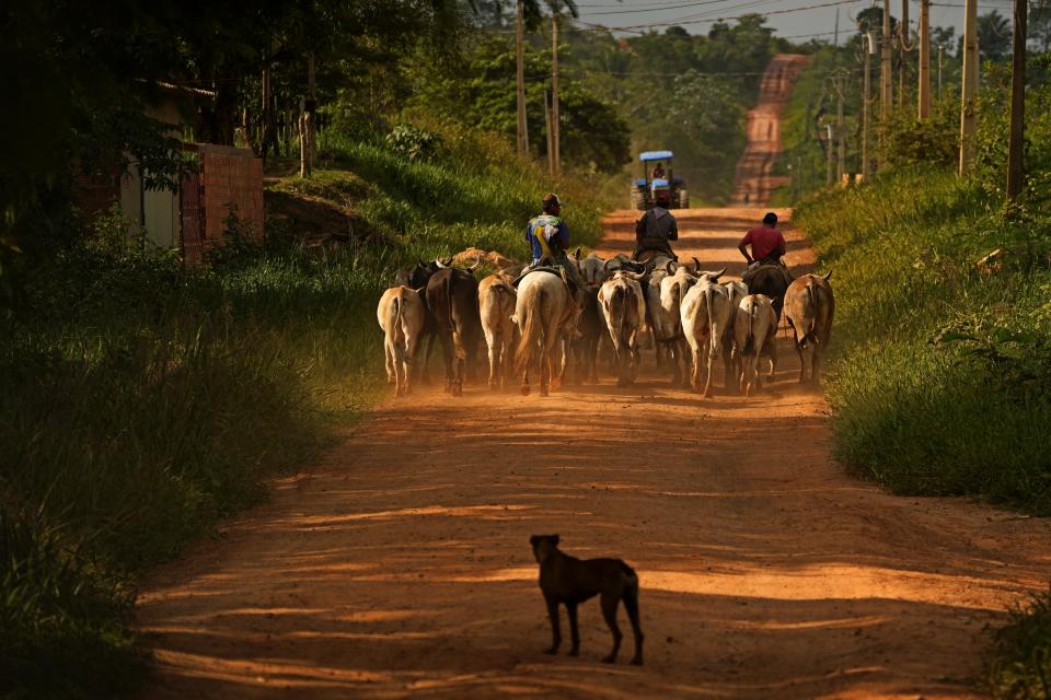 Farmers drive oxen down the road that leads to the Chico Mendes Extractive Reserve, in Xapuri, Acre state, Brazil, Wednesday, Dec. 7, 2022. The reserve is forest protected in the name of the legendary rubber tapper leader and environmentalist Chico Mendes. (AP Photo/Eraldo Peres)
