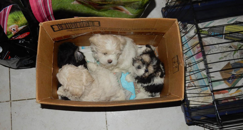 Bridgetown puppy farm with puppies in cardboard box.